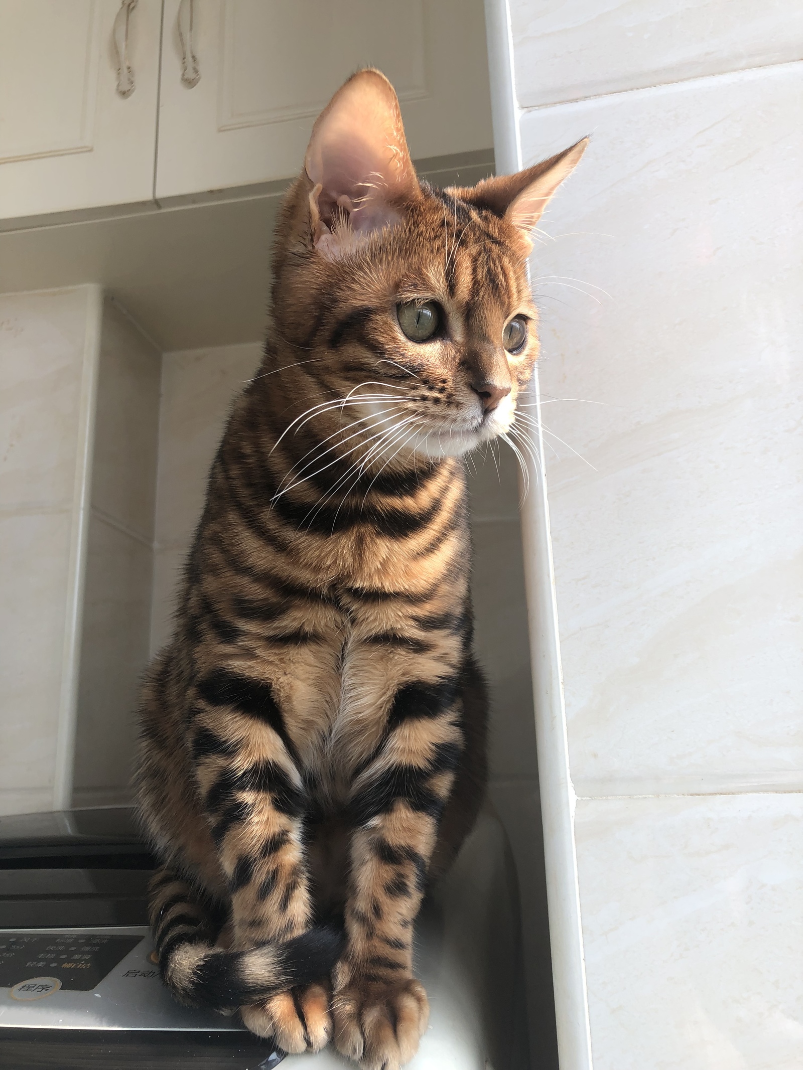 Missed the sun - My, Bengal cat, cat, Pets