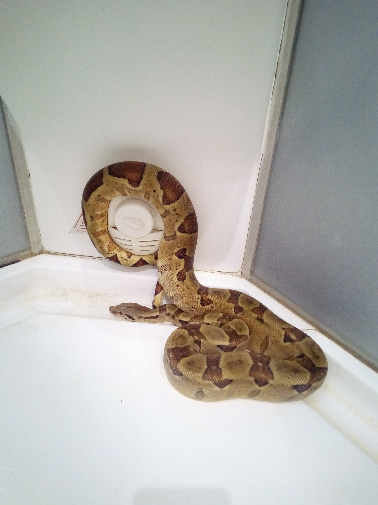 Snake in the shower - My, Terrariumistics, Snake, Reptiles at home, Boa, , Boa, Hobby, The photo, Longpost, Imperial boa constrictor