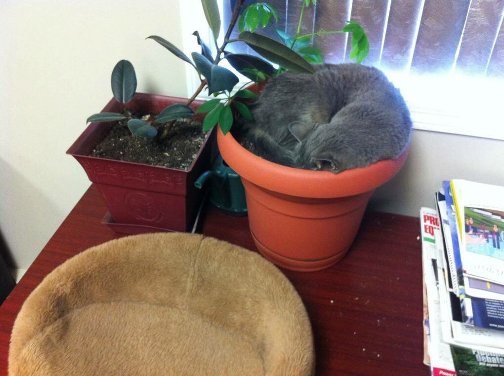 Cats in flower pots - cat, Flowers, A selection, Longpost, Flower pot, Pets