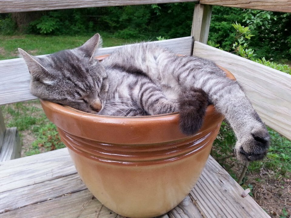 Cats in flower pots - cat, Flowers, A selection, Longpost, Flower pot, Pets