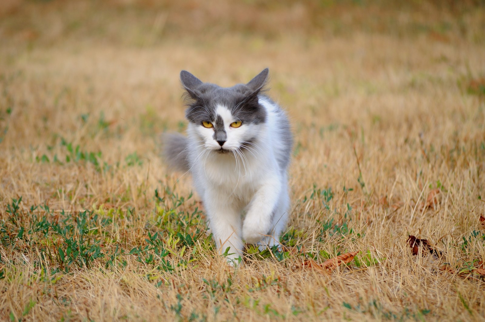 Зверьё моё. - Моё, Фотография, Кошатники, Кошкин дом, Кот, Домашние животные, Длиннопост