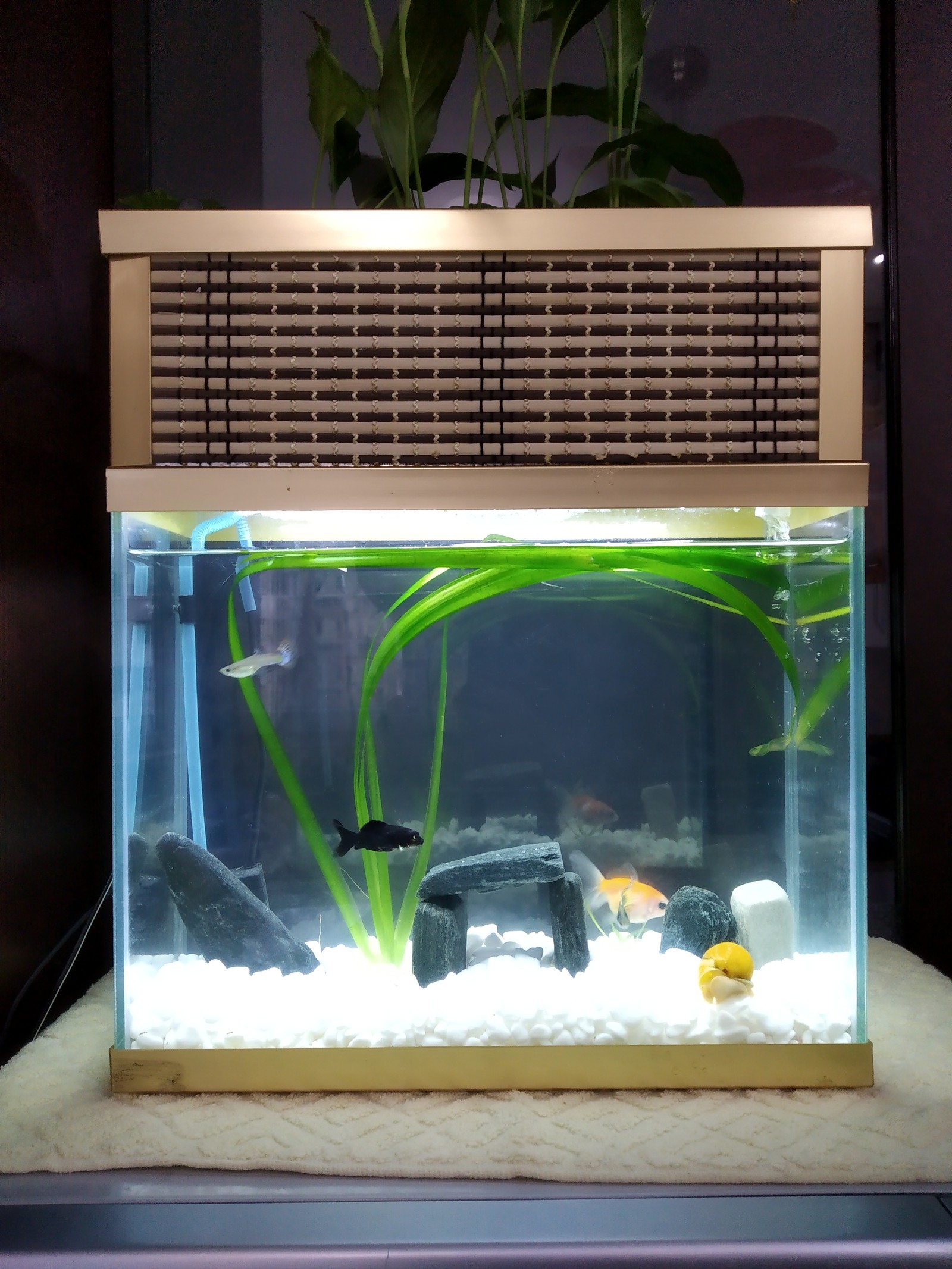 Mini aquarium with phytofilter - Aquarium, Phytofilter, Longpost