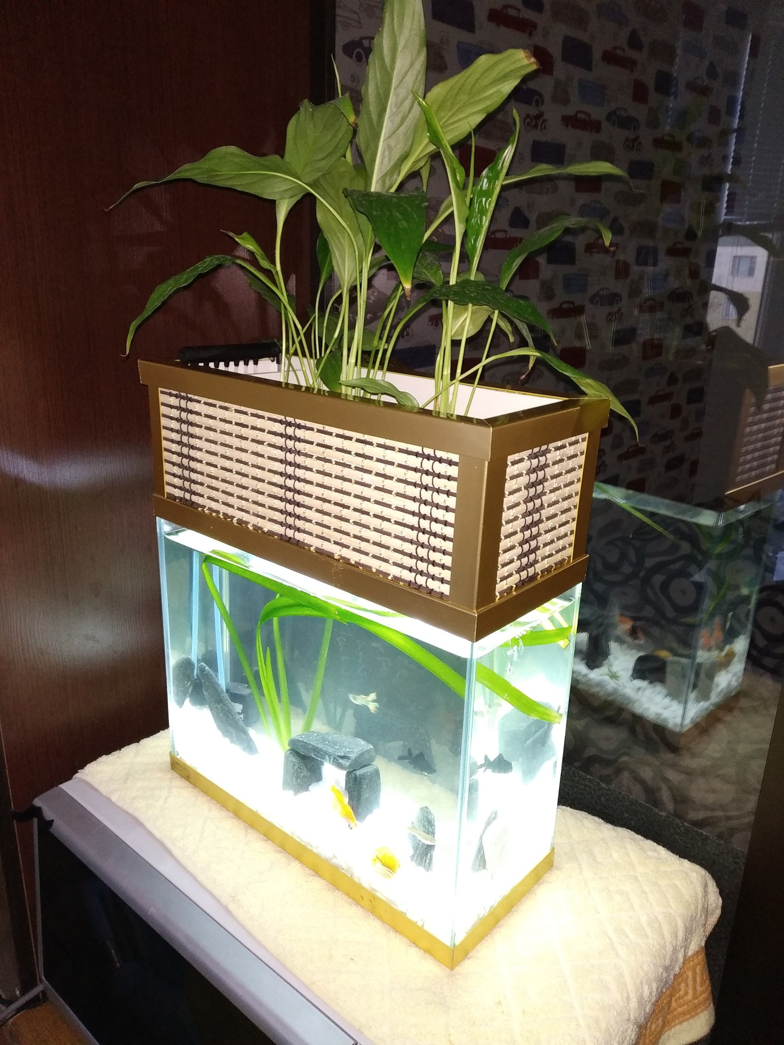 Mini aquarium with phytofilter - Aquarium, Phytofilter, Longpost