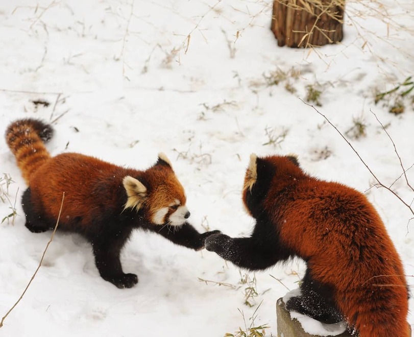 Hold the five) - The animals, Red panda, High five, Animals