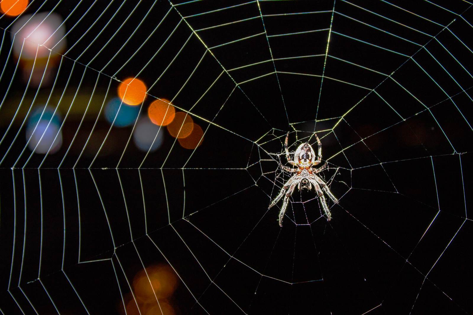 Australian tourist in the fence on the waterfront. - My, The photo, Spider, Beginning photographer, Canon 1100d, Saint Petersburg, Tourism, Australia, Туристы