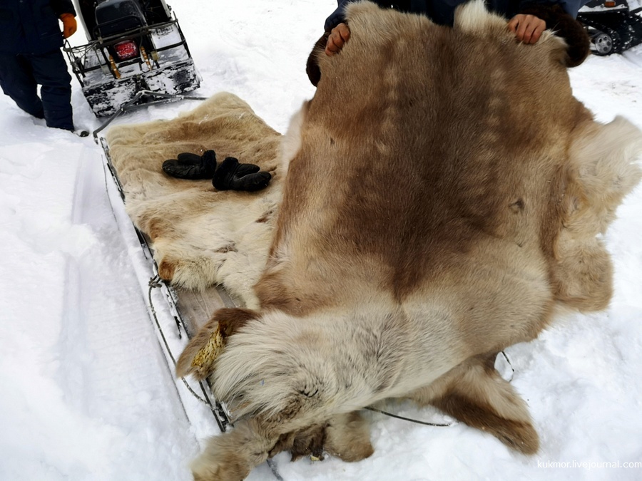 YUGRA. Khanty camp of the Kazamkin family. Reindeer stroganina, lingonberries, sled rides and... - My, Khanty, KhMAO, Reindeer, Stroganina, Camp, The photo, Ugra, Video, Longpost