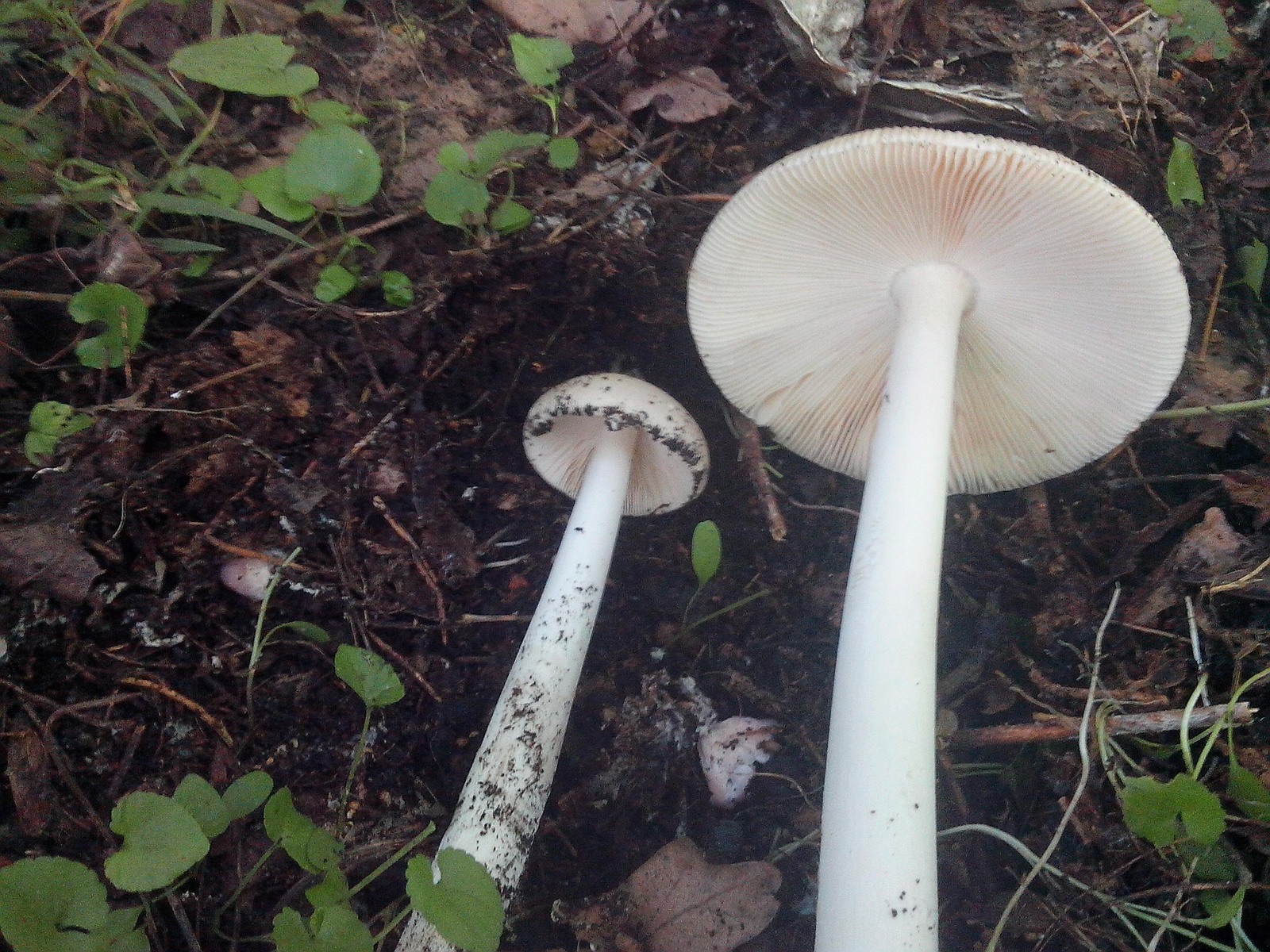 Help identify. - My, Mushrooms, Forest, Longpost