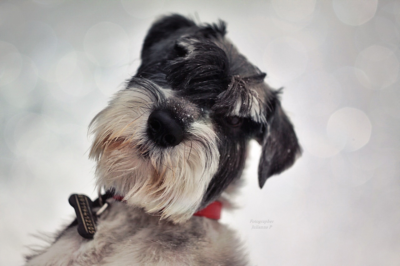 Cool guy looking for a family. St. Petersburg - No rating, Help, , Standard Schnauzer, Dog, Saint Petersburg, Schnauzers, Longpost, Helping animals