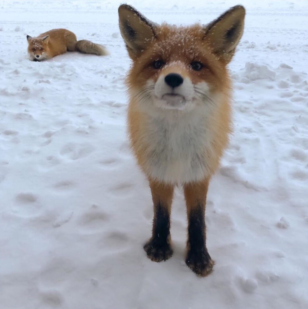 Curious nose ^.^ - Fox, Animals, The photo, Milota