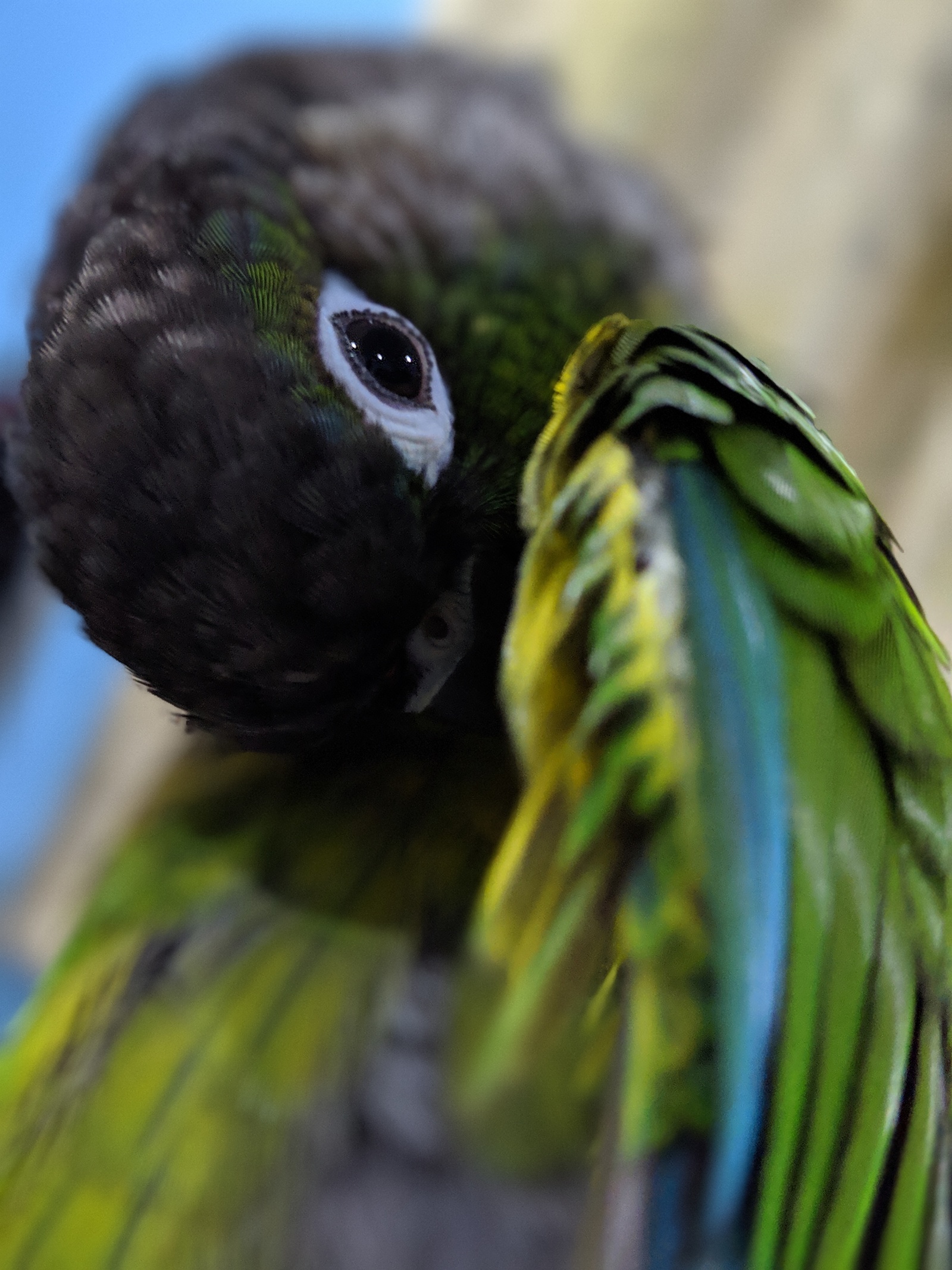 Pirrura cleaner! - My, Pyrrura, A parrot, Milota, Video, Longpost, The photo