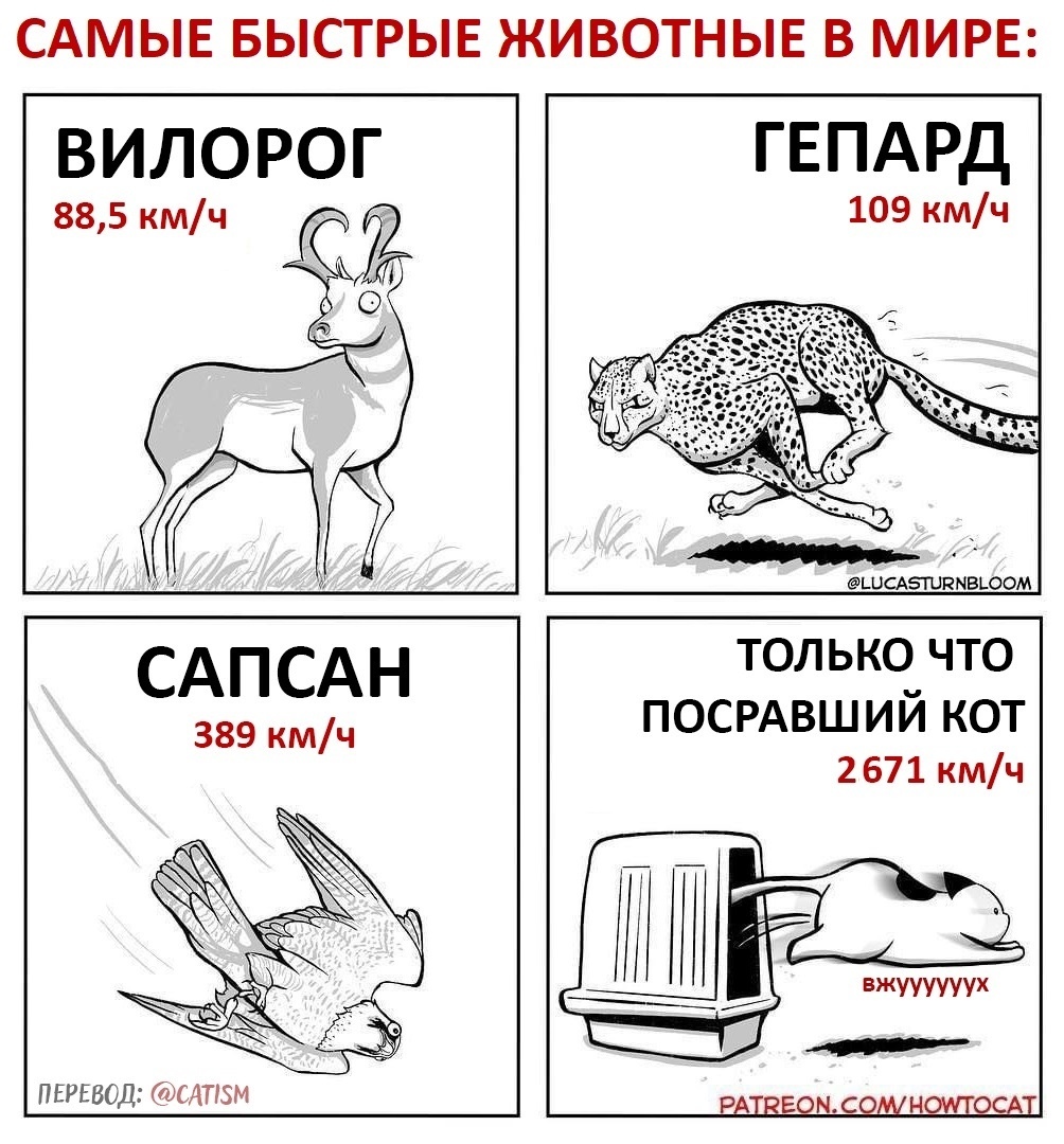 The fastest animals in the world - cat, Howtocat, Lucas Turnbloom, Animals