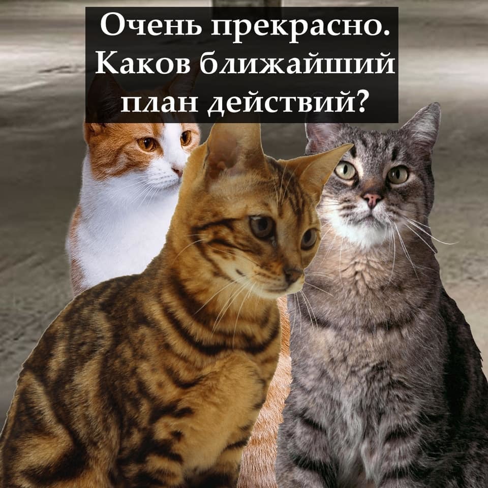 Империя кошек пятница. Империя кошек пятница. Империя кошек пятница. Котоцветок. Империя кошек пятница.