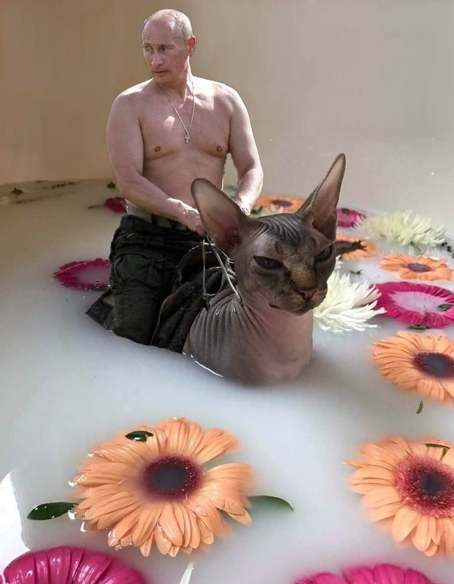 Volodya is everywhere, Volodya is everywhere. - Reddit, Humor, cat, Pets