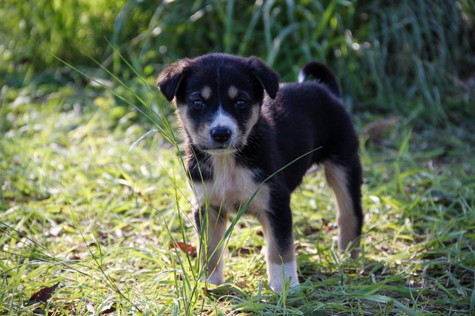 Where to take a puppy: in a kennel or pick up on the street? - My, Dog, Animals, Shelter, Longpost