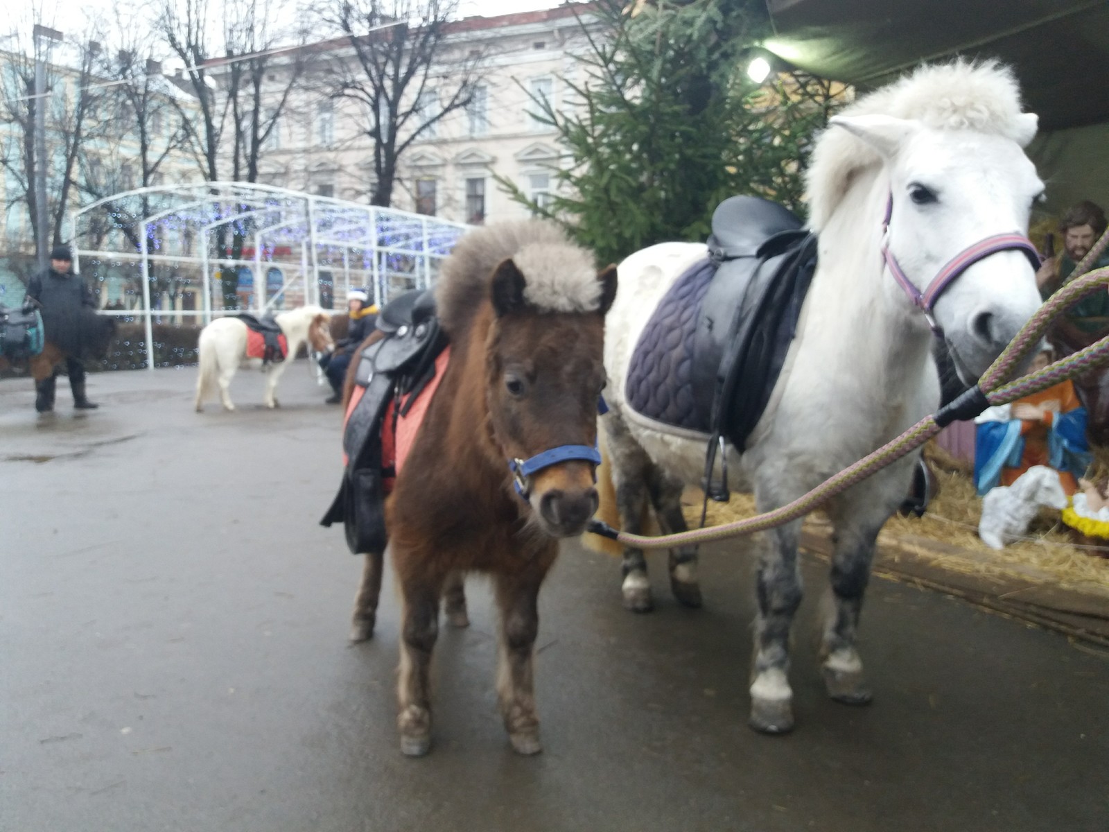 Hobby. Scottish ponies. - My, Pony, Hobby, Animals, Longpost