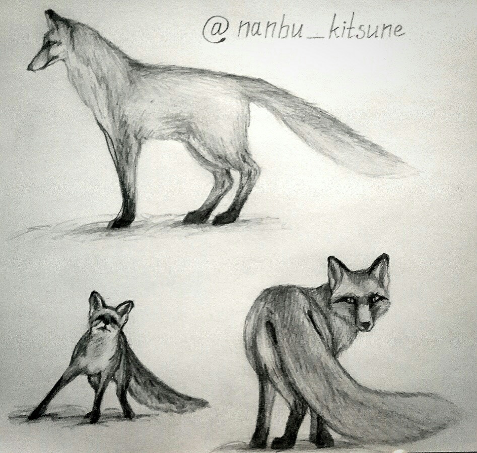 Some foxes ^_^ - My, Fox, Pencil drawing, Animals, Art, Drawing, Animalistics