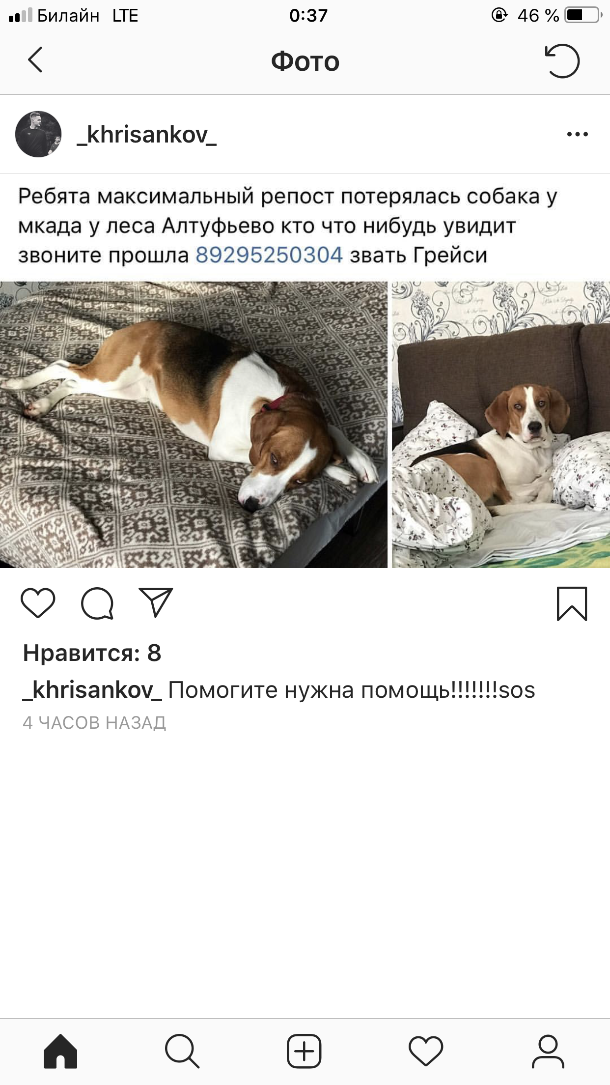 Lost dog - My, The dog is missing, Help, Longpost, Dog, No rating, Altufyevo, Bibirevo, Screenshot, Instagram