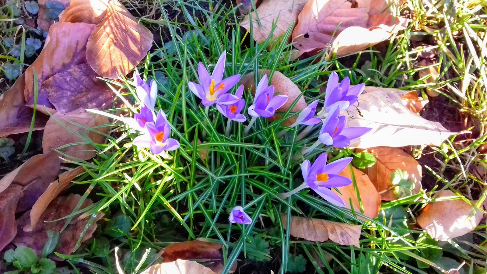 Spring - My, Spring, Sweden