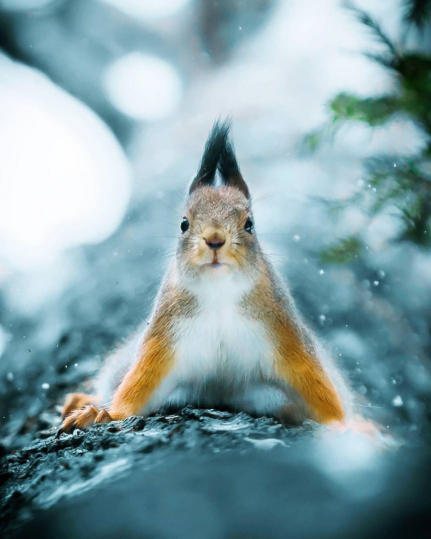 triangular squirrel - Squirrel, Milota, Winter, The photo, Animals