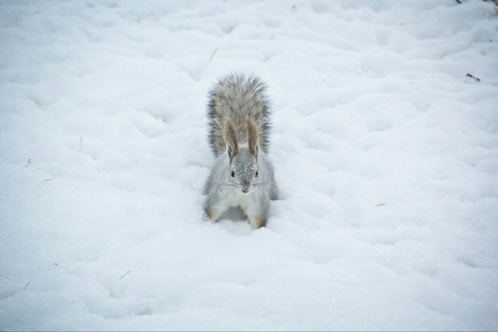 Chelyabinsk squirrels - My, Squirrel, Chelyabinsk, Fluffy, The photo, Longpost, Animals