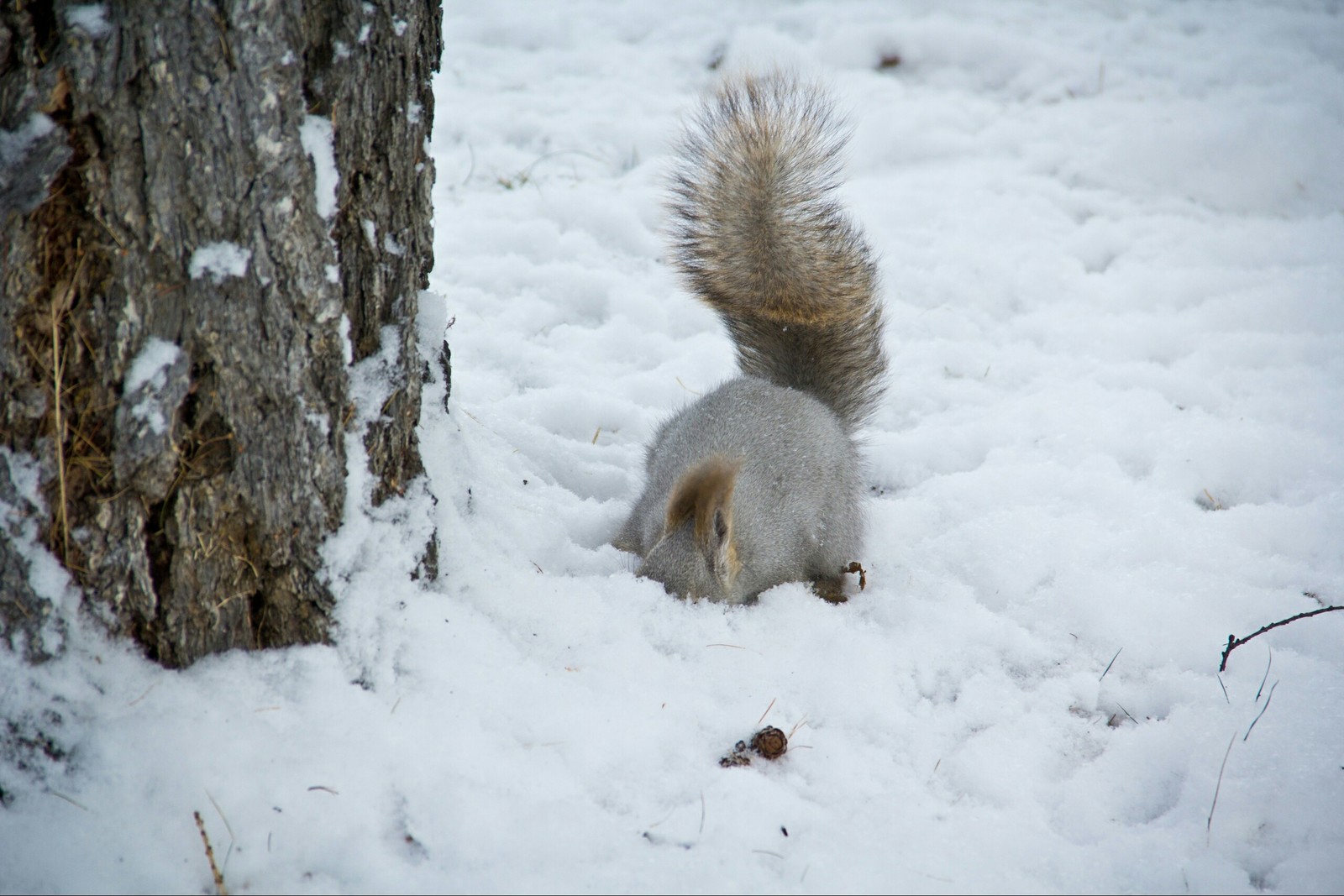 Chelyabinsk squirrels - My, Squirrel, Chelyabinsk, Fluffy, The photo, Longpost, Animals