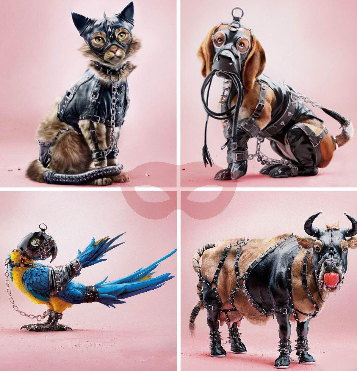 Социальная реклама одела животных в БДСМ-костюмы | Пикабу