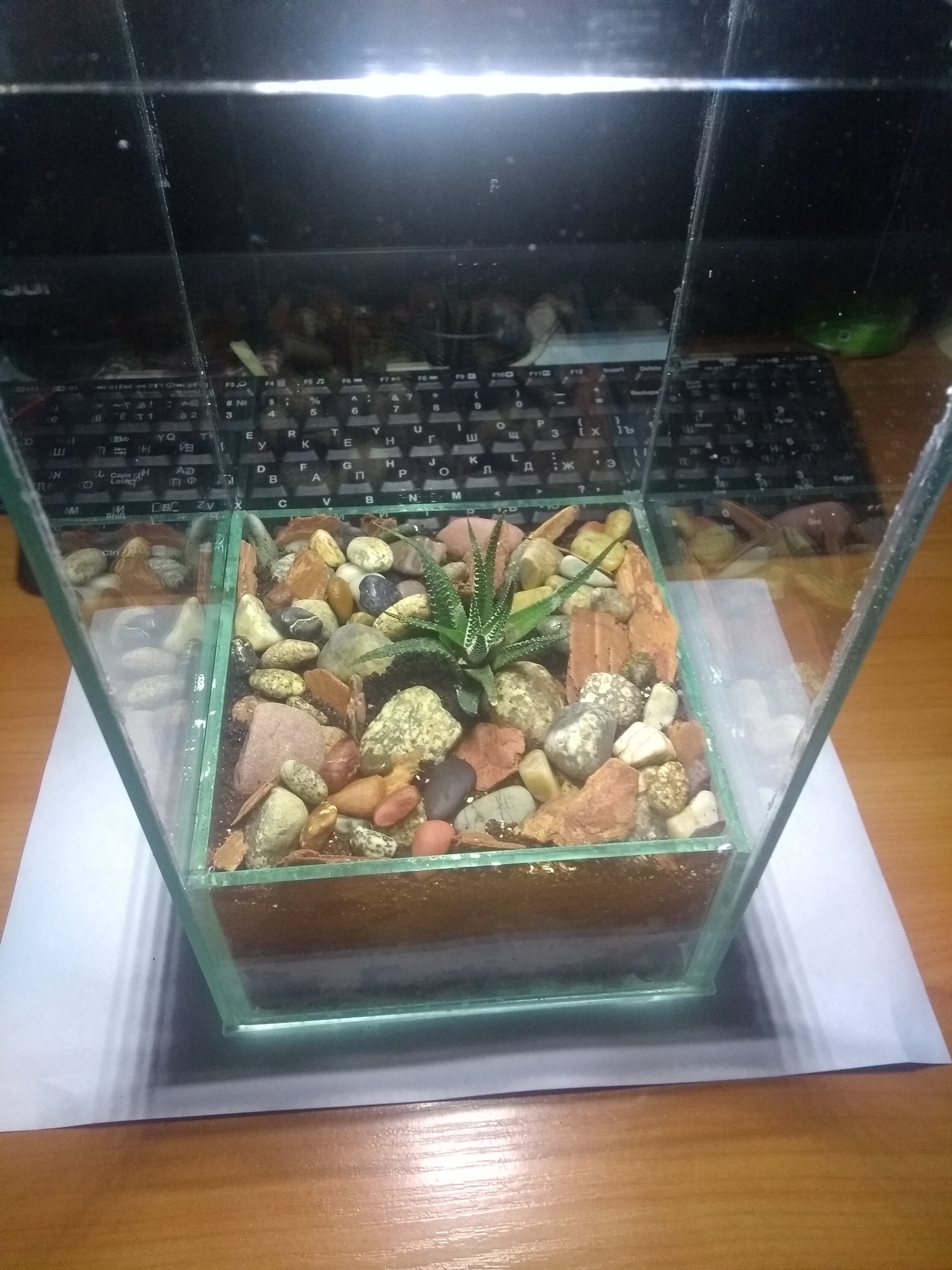 Almost the first florarium or non-spider post + video (timelapse). - My, Florarium, With your own hands, Terrarium, Succulents, Video, Longpost