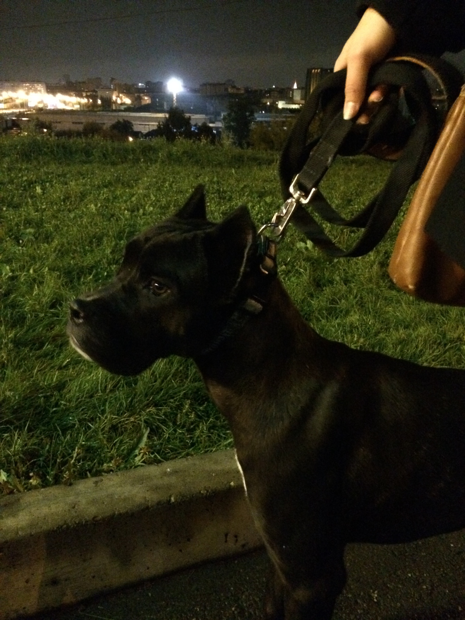 Our Star - My, Cane Corso, Dog, Pets, Longpost, Friend