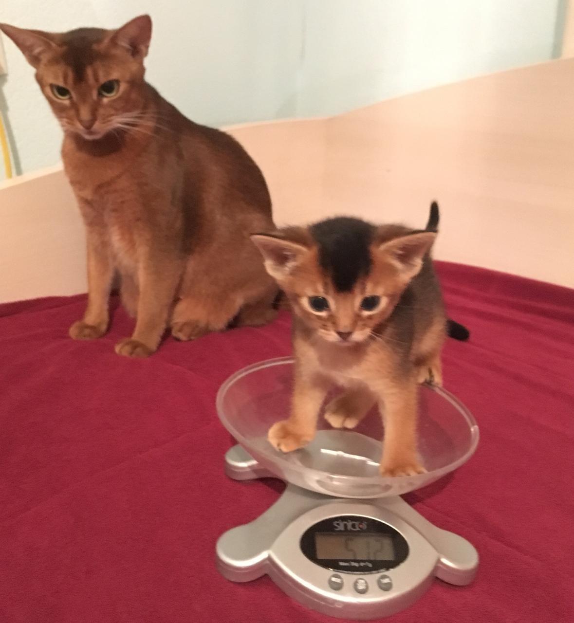 growing up - My, Abyssinian cat, cat, Grow, Longpost