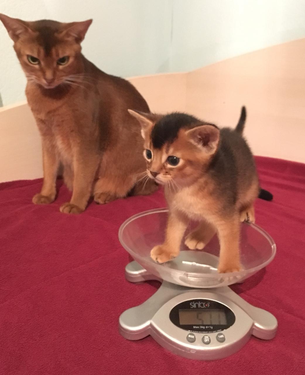 growing up - My, Abyssinian cat, cat, Grow, Longpost