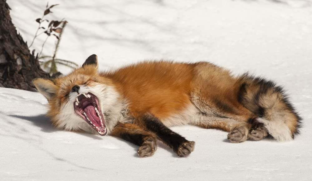 Yawning contagiously.. - Yawn, Animals, Children, cat, a lion, Fox, Yawns, Contagious, Longpost