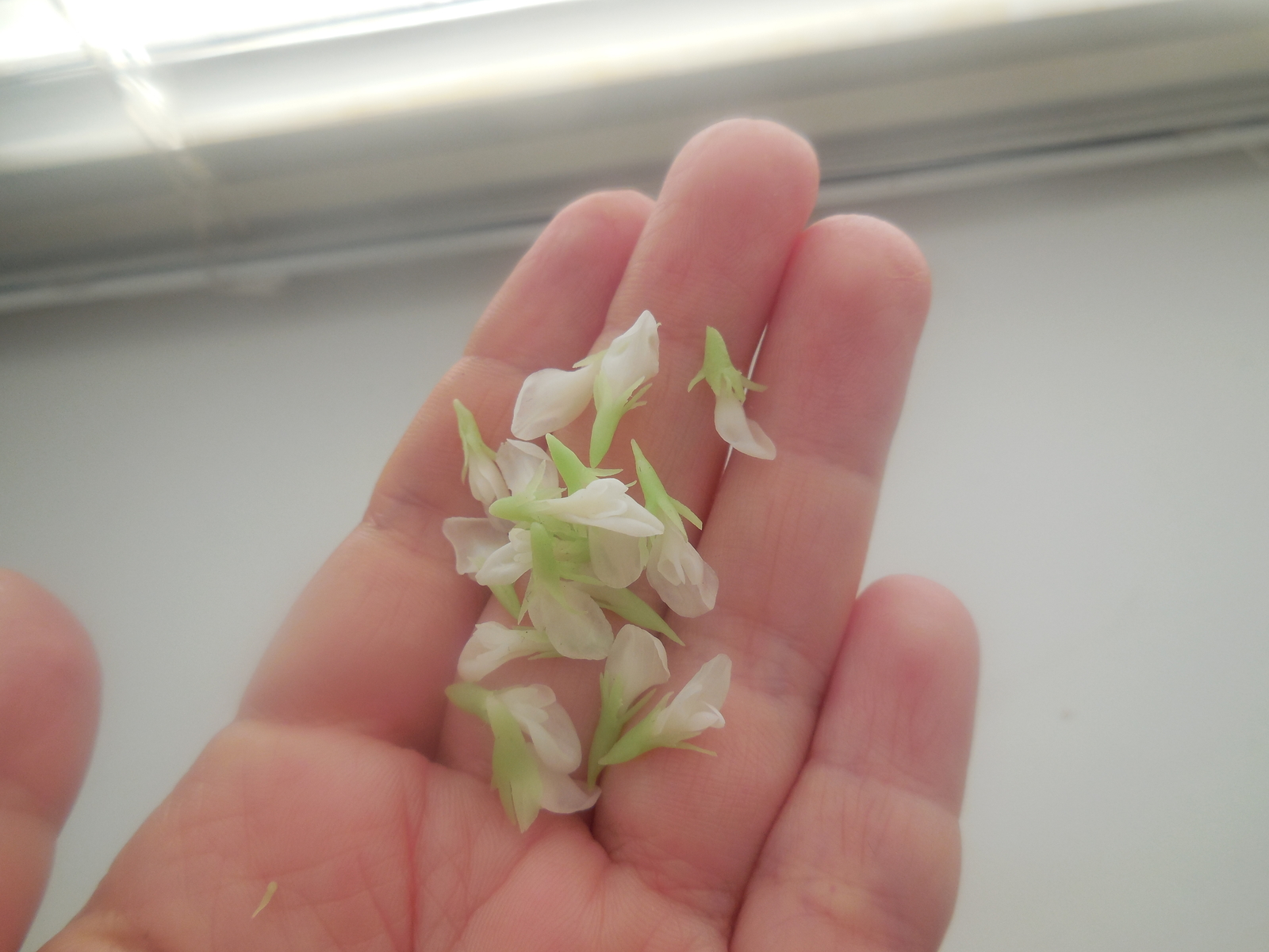 Mini scallop Clover flower made of cold porcelain - My, Cold porcelain, Needlework with process, Longpost, Clover, Polymer clay, Decoration