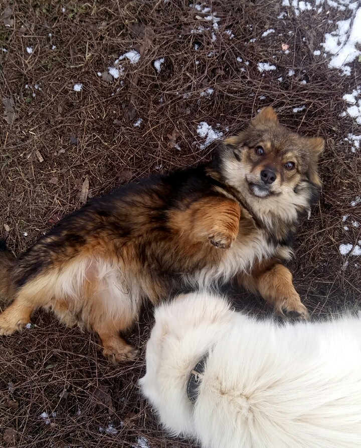 Teddy bear - My, Dog, Puppies, Cur, Dog days, Walk, Milota, Longpost