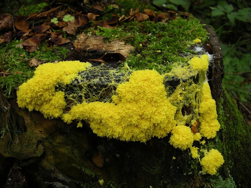 Myxomycetes. - Myxomycetes, Slime molds, , GIF, Longpost, Informative