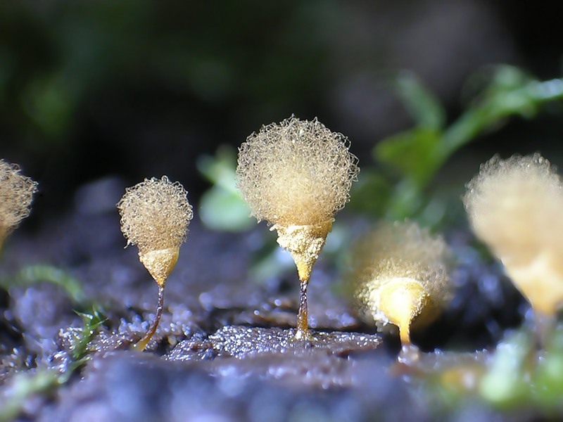 Myxomycetes. - Myxomycetes, Slime molds, , GIF, Longpost, Informative