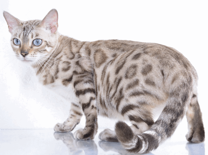 Bengals are different - cat, Bengal cat, Catomafia, Animals, Milota, Longpost