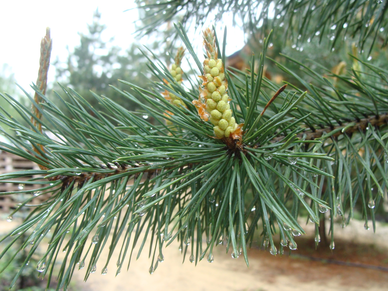 After the rain - My, Pine, Nature, Dew