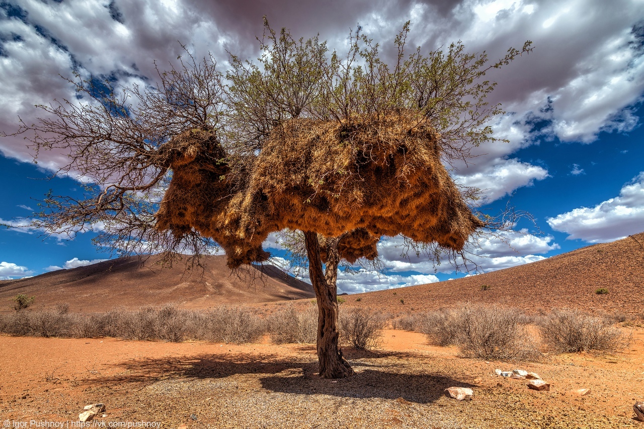 Some lonely... - Nature, Landscape, Tree, , View, Loneliness