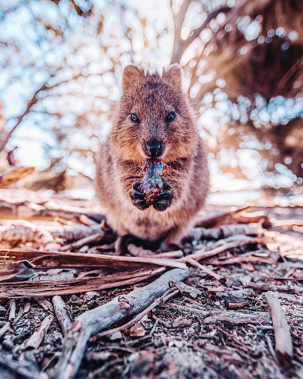 15 shots of cheerful quokkas from a photographer from Moscow who flew to Australia just for them - Quokka, Australia, Longpost, Animals