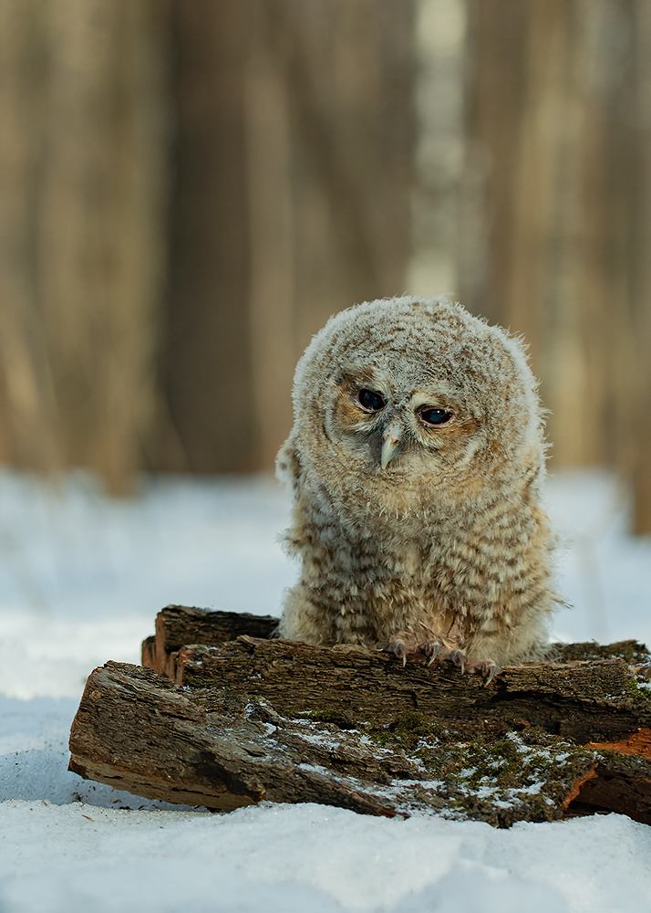 sad owl - The national geographic, The photo, Owl, Tawny owl, Birds