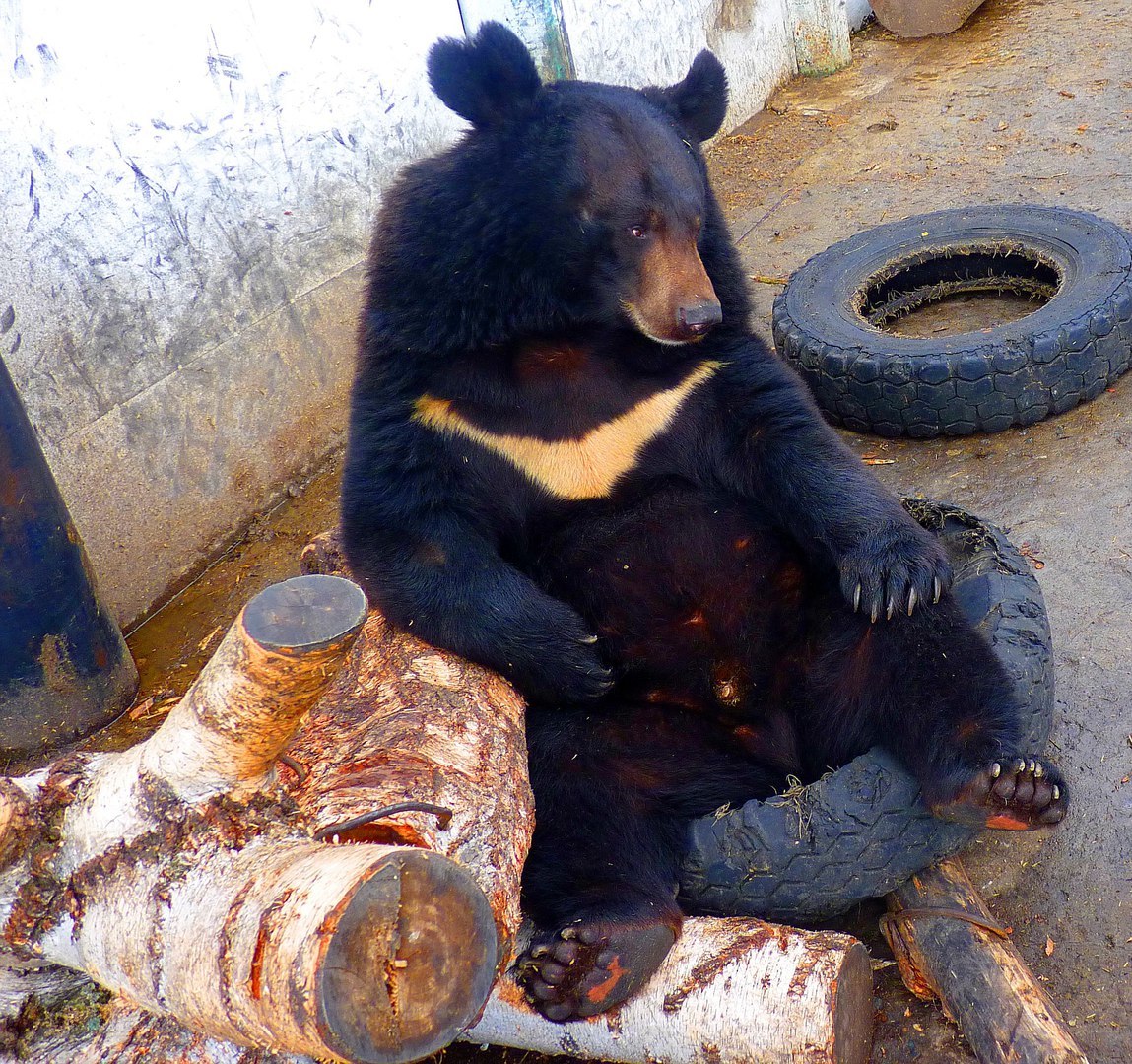 Mood - bear Kuzya - The Bears, Omsk, Zoo