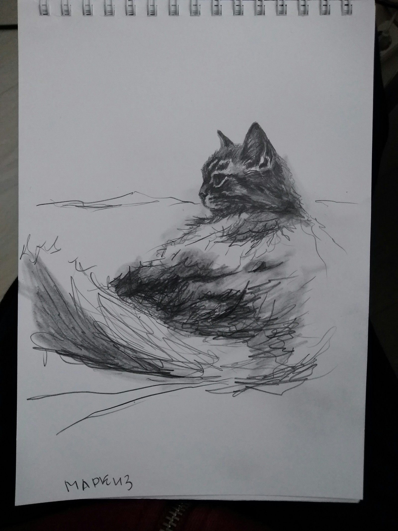 Cats, there is no one else to ask for adequate criticism, help out: 3 How do you like it?) - My, League of Artists, Drawing, cat, Pencil drawing, Pencil, Longpost