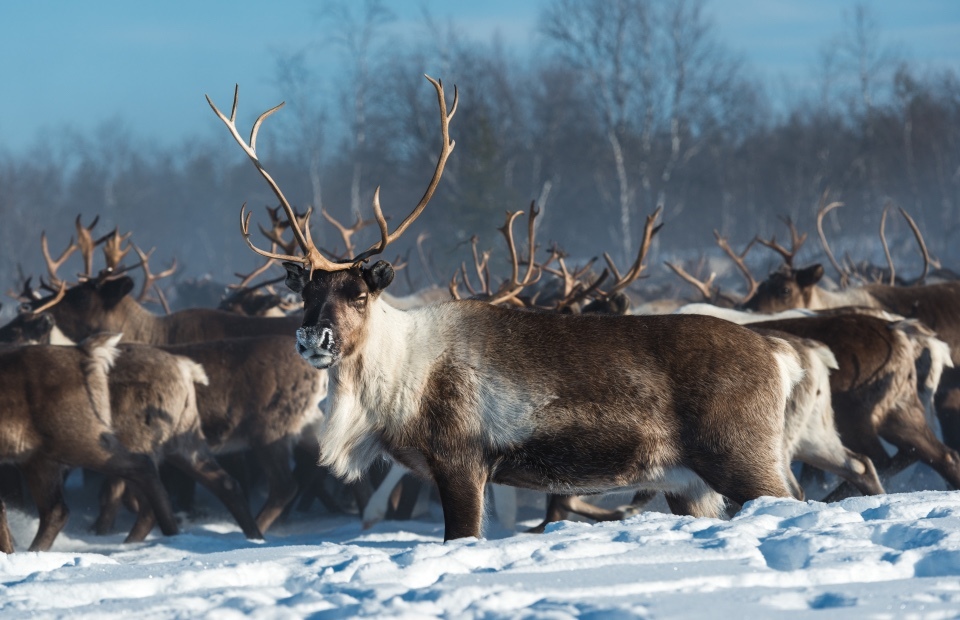 Reindeer could also be a suspect) - North, Deer, Suspicious, Naryan-Mar, Deer