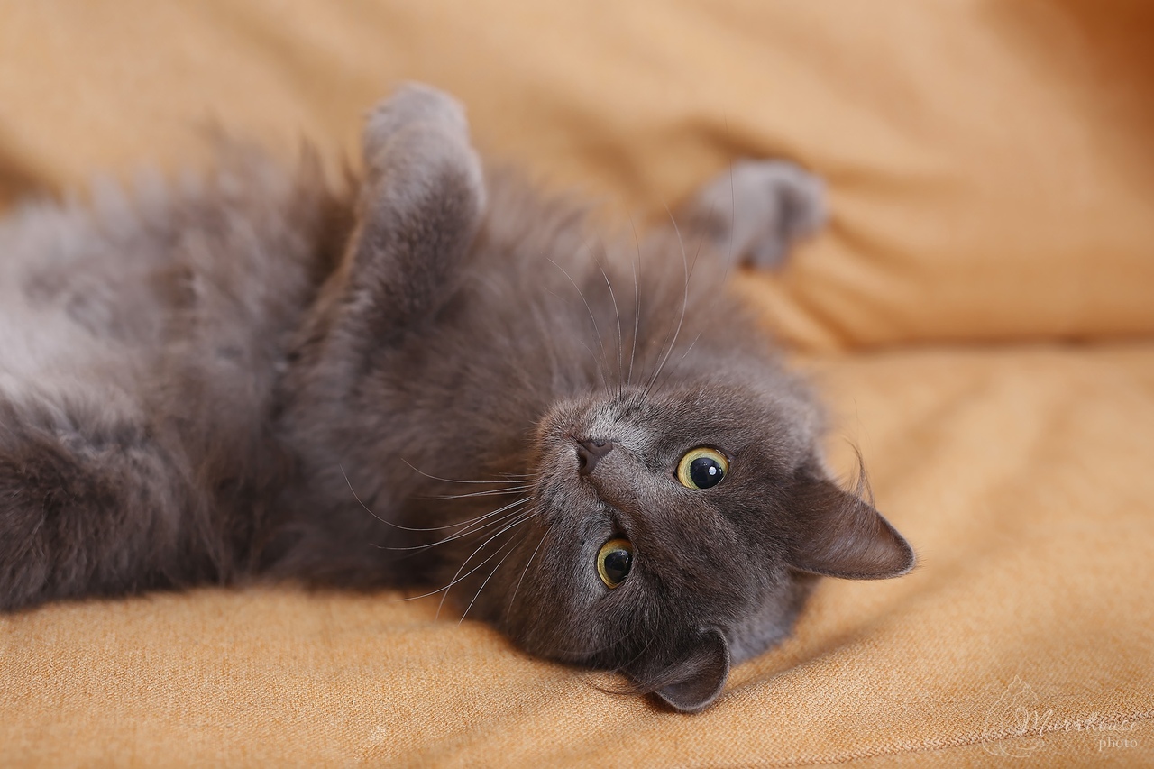 Toffee - My, cat, Catomafia, Milota, Russian blue, Longpost