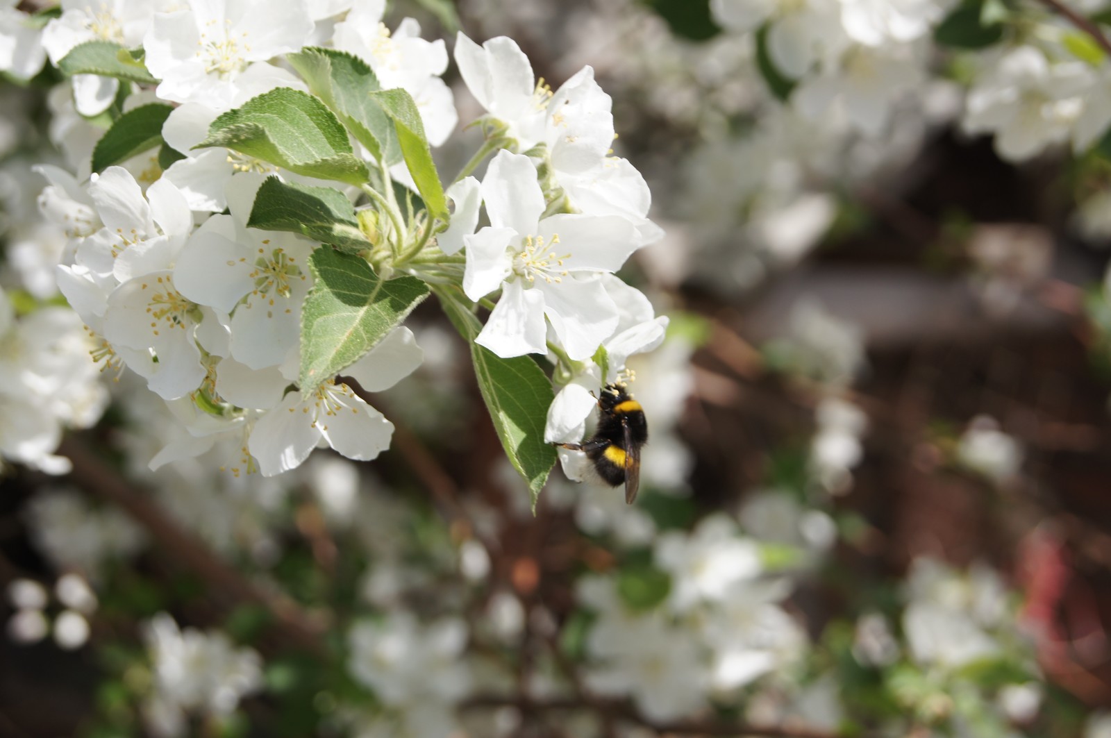 Spring is in your feed! - My, The photo, Mood, Spring, Bloom, Insects, Longpost