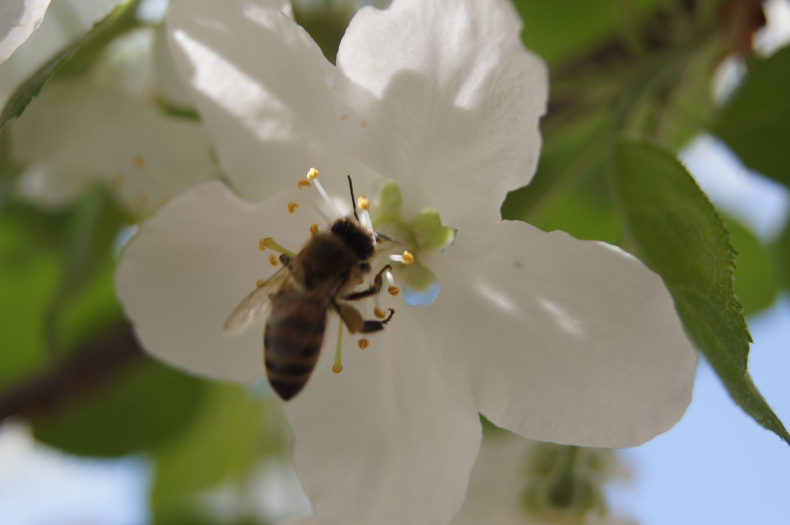 Spring is in your feed! - My, The photo, Mood, Spring, Bloom, Insects, Longpost