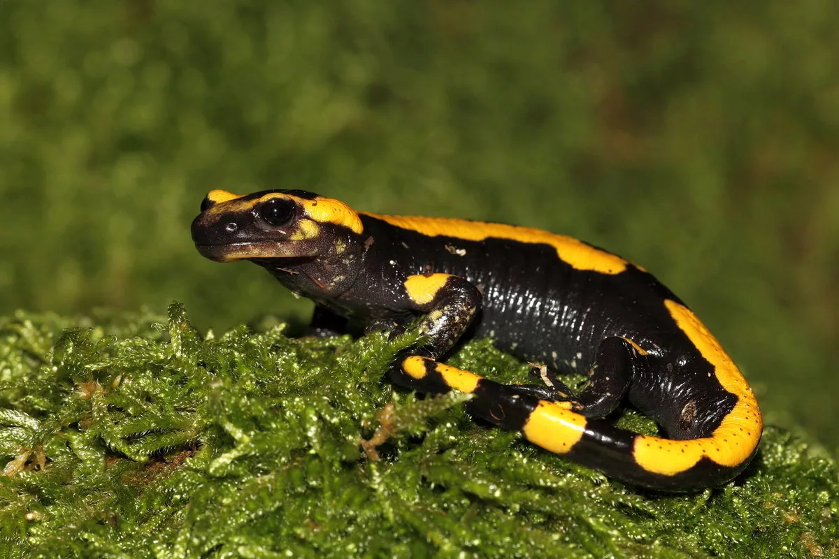 fire salamander - Amphibians, Salamander, fire salamander