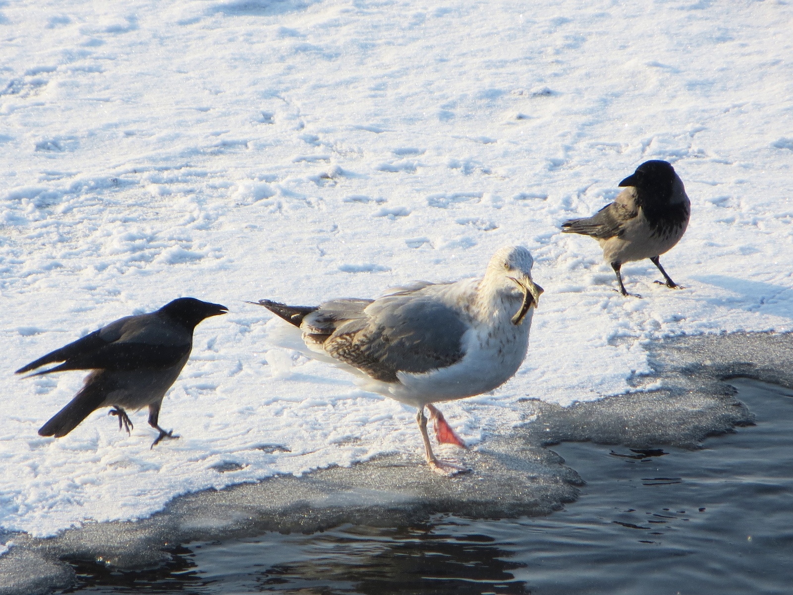 A seagull pulled a lamprey onto the ice - Seagulls, Lamprey, , Ornithology League, Longpost