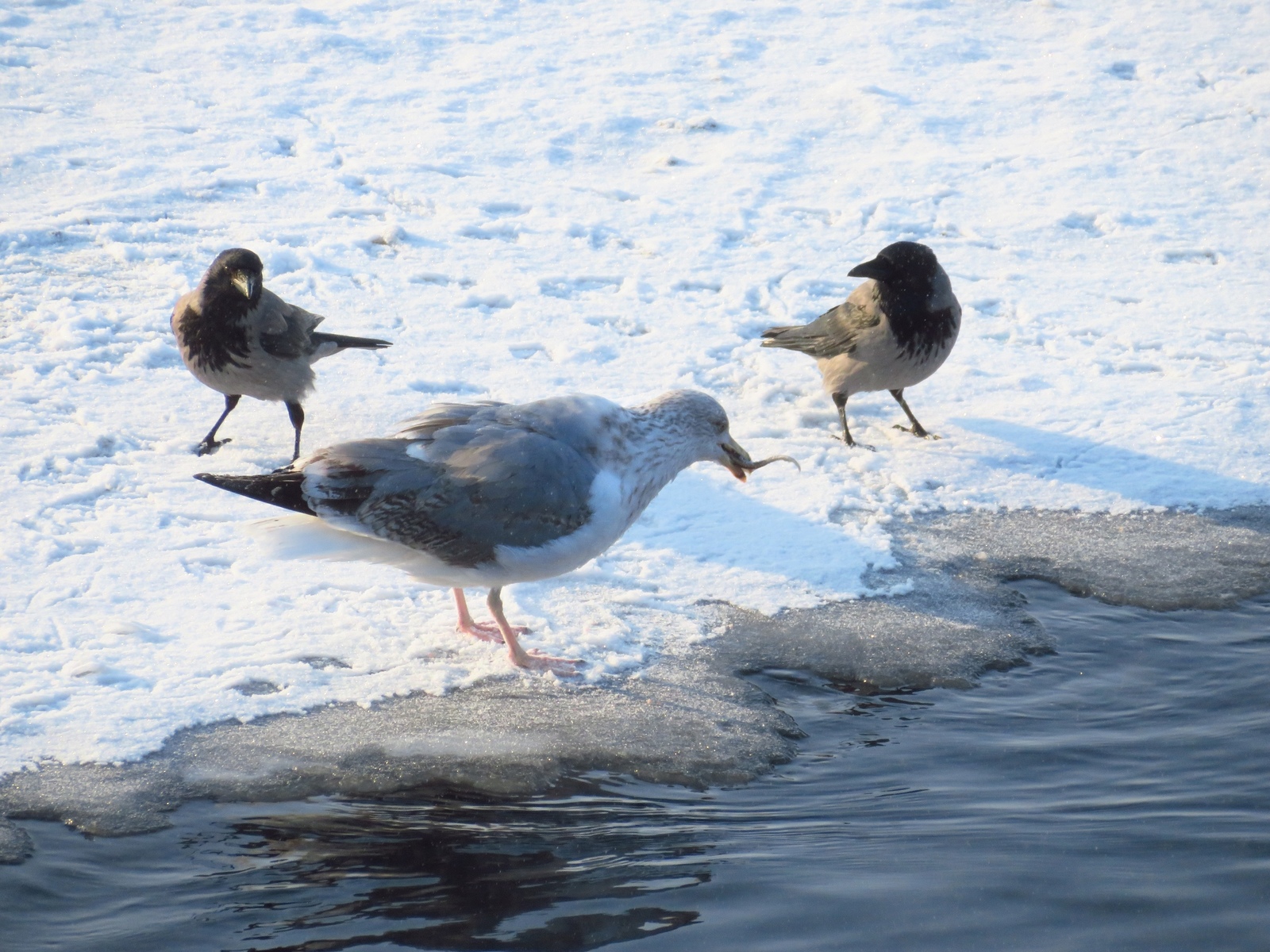 A seagull pulled a lamprey onto the ice - Seagulls, Lamprey, , Ornithology League, Longpost