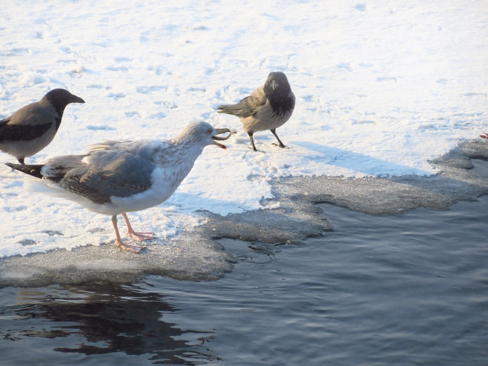 A seagull pulled a lamprey onto the ice - Seagulls, Lamprey, , Ornithology League, Longpost